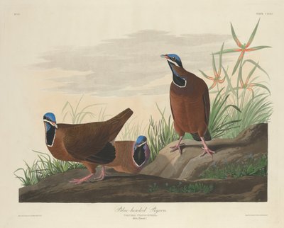 Blauköpfige Taube, 1833 von Robert Havell