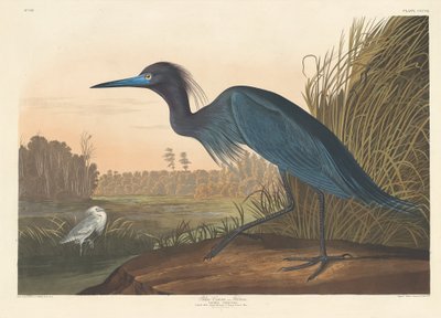 Blauer Kranich oder Reiher, 1836 von Robert Havell