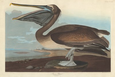 Brauner Pelikan, 1838 von Robert Havell