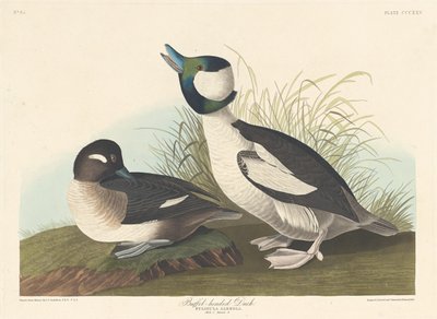 Büffelkopfente, 1836 von Robert Havell