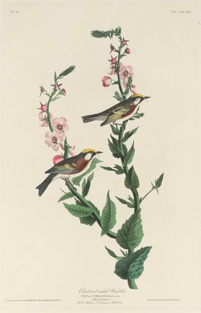 Kastanienseitiger Waldsänger, 1829 von Robert Havell