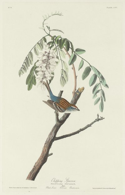 Feldsperling von Robert Havell