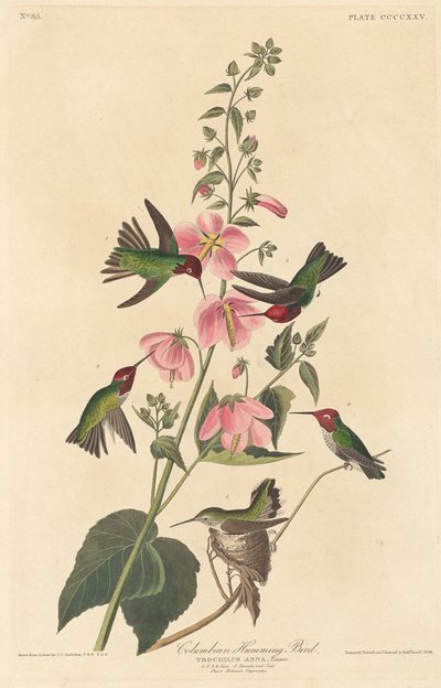 Kolumbianischer Kolibri, 1838 von Robert Havell