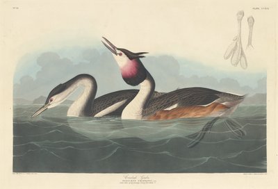 Haubentaucher, 1836 von Robert Havell