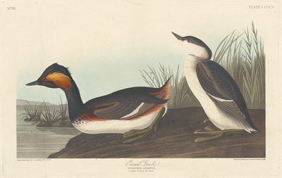 Ohrentaucher, 1838 von Robert Havell