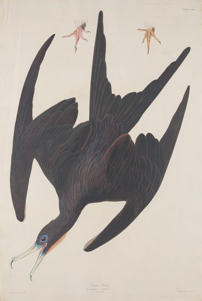 Fregatte Pelikan von Robert Havell