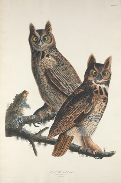 Virginia-Uhu, 1829 von Robert Havell