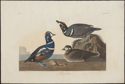 Kapuzenente von Robert Havell