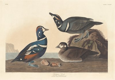 Harlekinente, 1836 von Robert Havell
