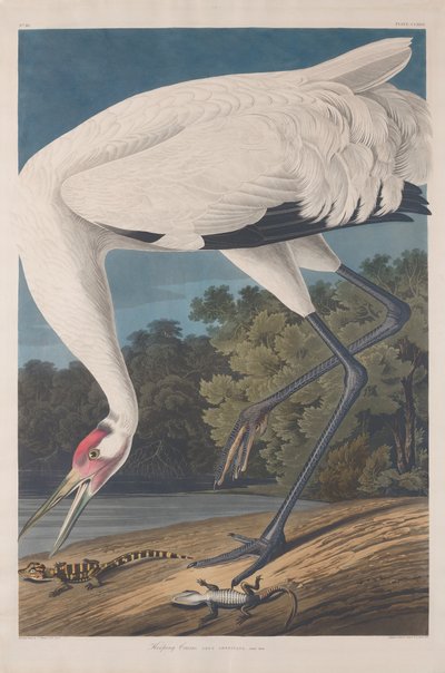 Kranich, 1834 von Robert Havell
