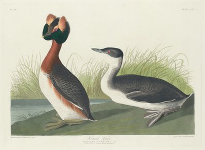 Horntaucher von Robert Havell
