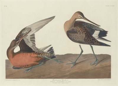 Hudson-Brachvogel, 1835 von Robert Havell