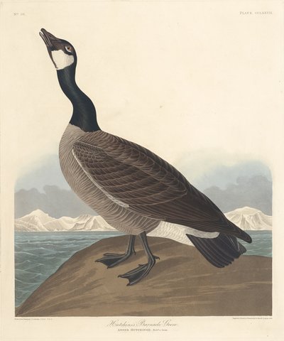Hutchins Nonnengans, 1835 von Robert Havell