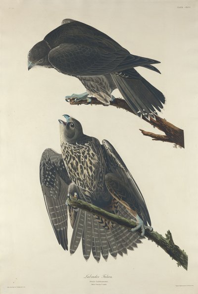 Labradorfalke, 1834 von Robert Havell