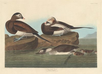 Eisente von Robert Havell