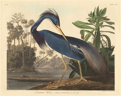 Louisiana-Reiher von Robert Havell