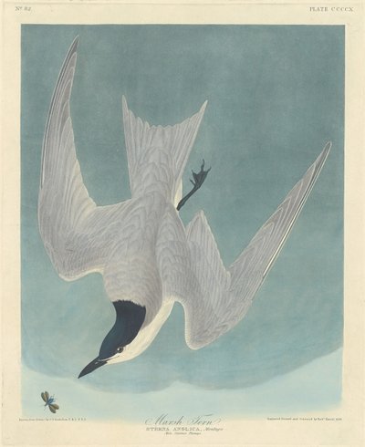 Sumpfseeschwalbe, 1838 von Robert Havell