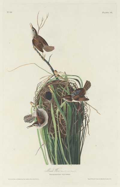 Sumpfzaunkönig, 1830 von Robert Havell