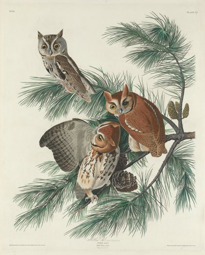 Gefleckte Eule, 1830 von Robert Havell