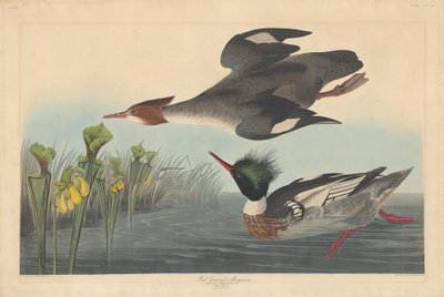 Gänsesäger, 1838 von Robert Havell