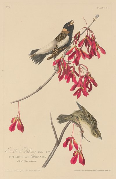 Reisammer, 1829 von Robert Havell