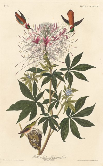 Ruffhals-Kolibri von Robert Havell