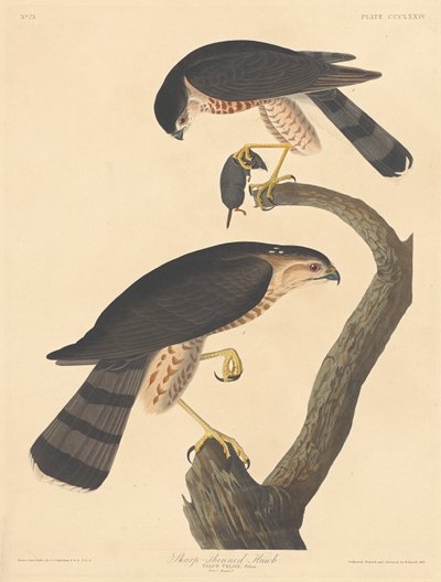 Schnepfenbussard, 1837 von Robert Havell