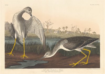 Schnepfenstrandläufer, 1836 von Robert Havell