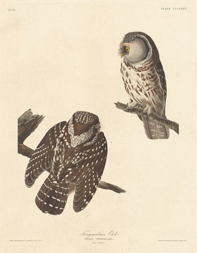 Tengmalms Eule, 1837 von Robert Havell