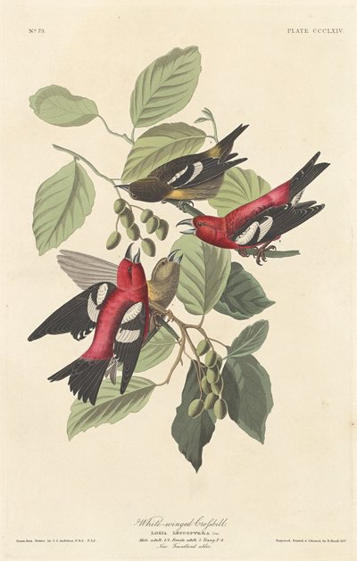Weißflügeliger Kreuzschnabel, 1837 von Robert Havell