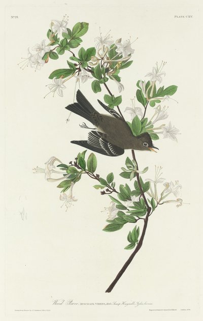 Waldschnäpper von Robert Havell