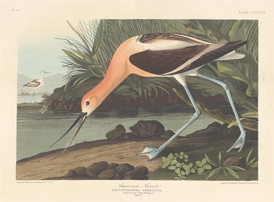 Amerikanischer Säbelschnäbler von Robert Havell after John James Audubon