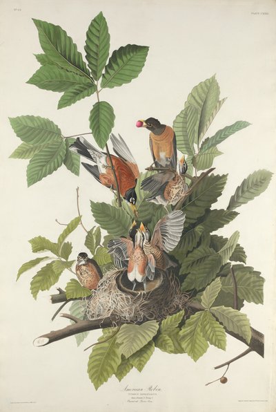 Amerikanische Drossel von Robert Havell after John James Audubon