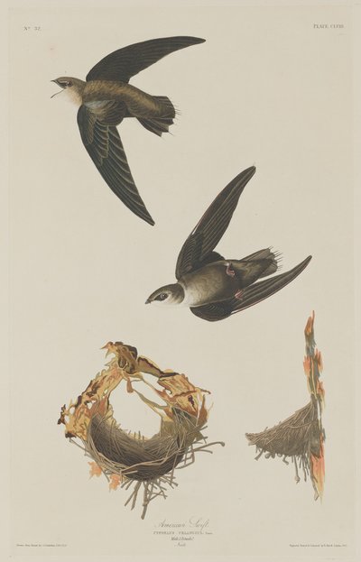 Amerikanischer Segler von Robert Havell after John James Audubon