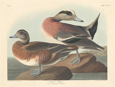Amerikanische Pfeifente von Robert Havell after John James Audubon