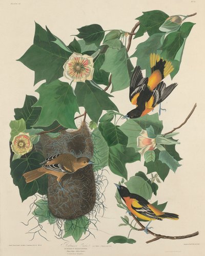 Baltimoretrupial von Robert Havell after John James Audubon