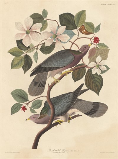 Bandtaube von Robert Havell after John James Audubon