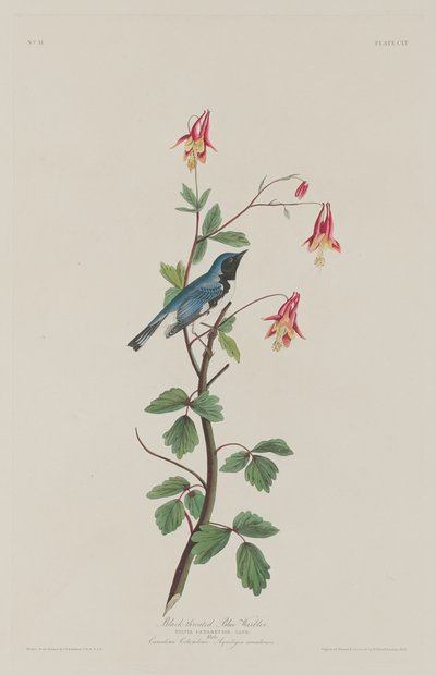 Schwarzkehl-Waldsänger von Robert Havell after John James Audubon