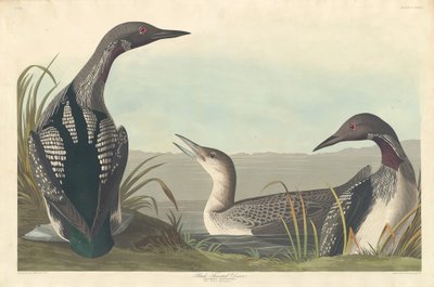 Prachttaucher von Robert Havell after John James Audubon