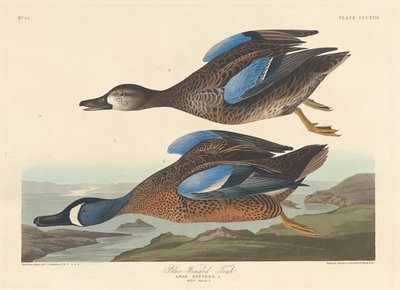 Blauflügelente von Robert Havell after John James Audubon