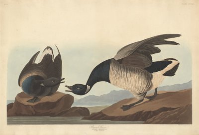 Ringelgans von Robert Havell after John James Audubon