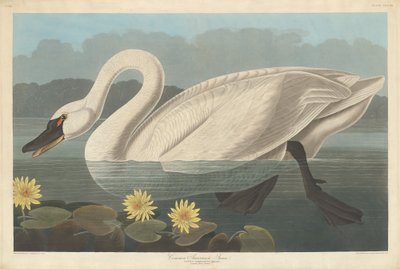 Gemeiner amerikanischer Schwan von Robert Havell after John James Audubon