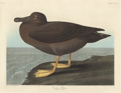 Dunkler Albatros von Robert Havell after John James Audubon