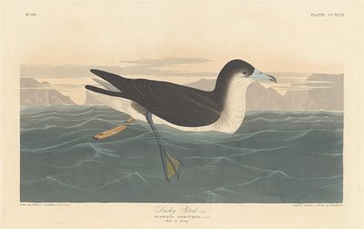 Dunkler Sturmtaucher von Robert Havell after John James Audubon