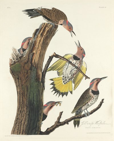 Goldflügeliger Specht von Robert Havell after John James Audubon