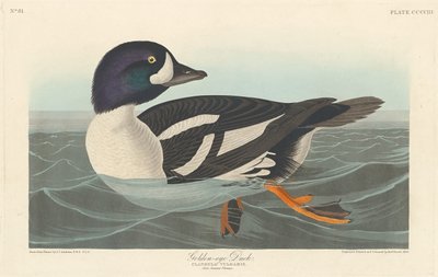 Goldaugenente von Robert Havell after John James Audubon