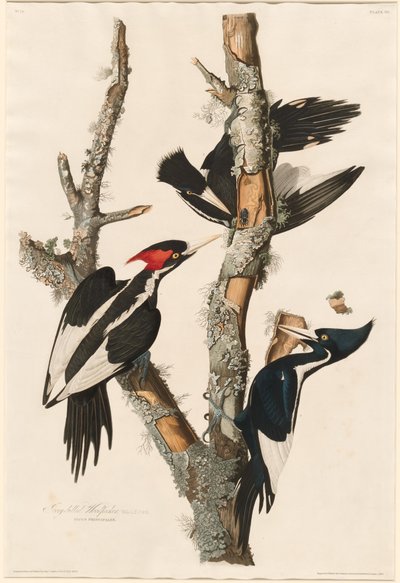 Elfenbeinspecht von Robert Havell after John James Audubon