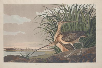 Langschnäbeliger Brachvogel von Robert Havell after John James Audubon