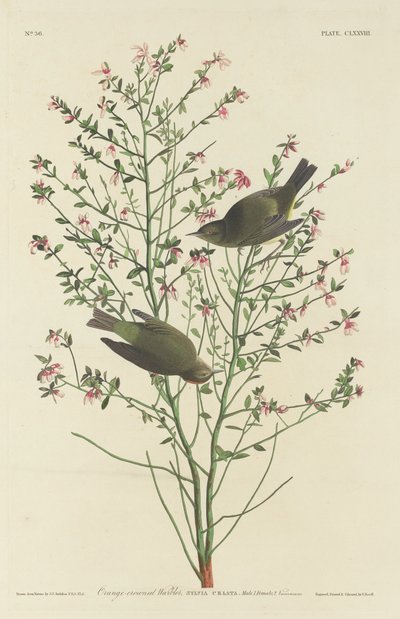 Orangegekrönter Waldsänger von Robert Havell after John James Audubon