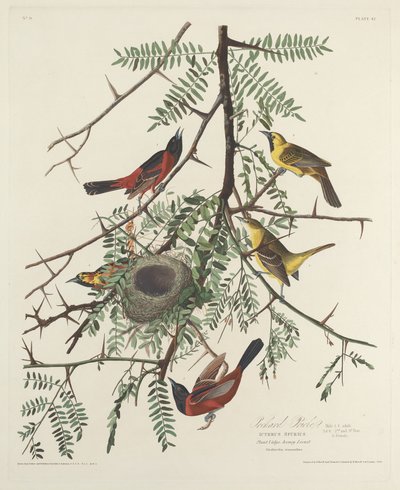 Gartenwaldsänger von Robert Havell after John James Audubon